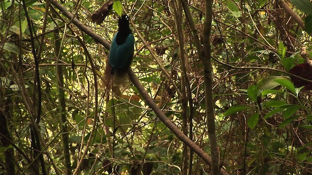 Blue Bird-of-Paradise - ML456521