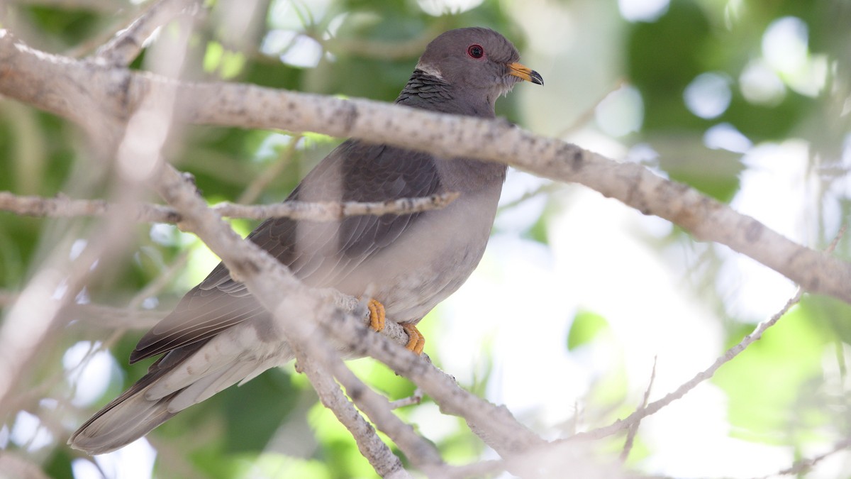 Band-tailed Pigeon - Mark Scheel