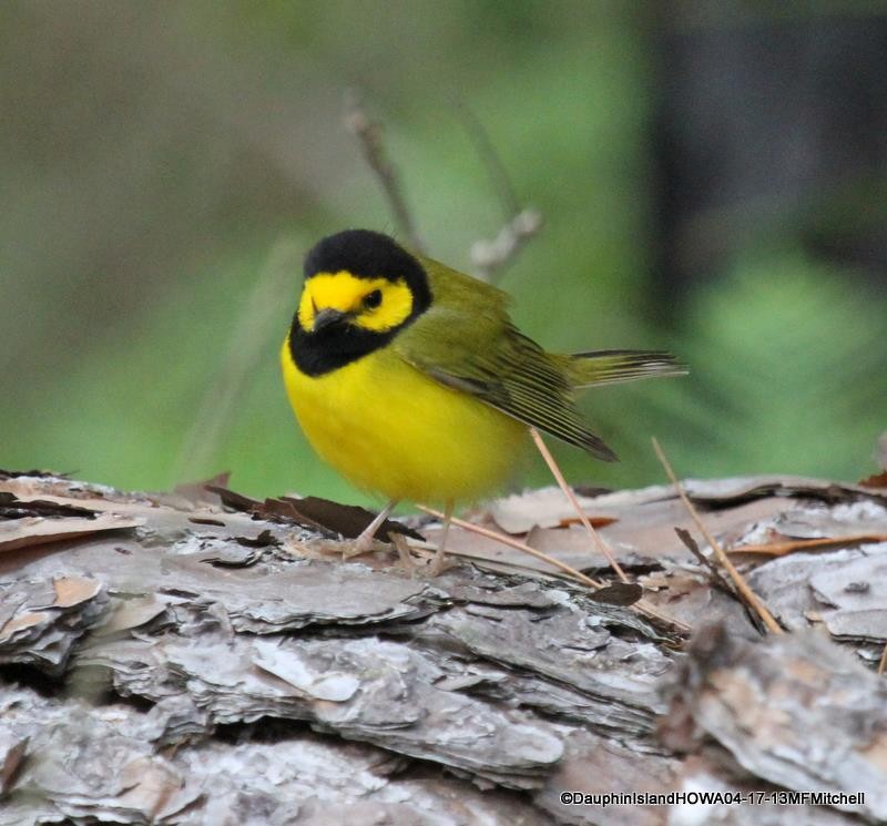 Hooded Warbler - ML45652141