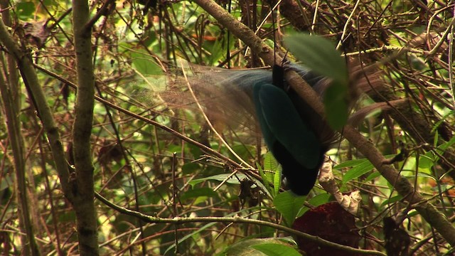 Blue Bird-of-Paradise - ML456522