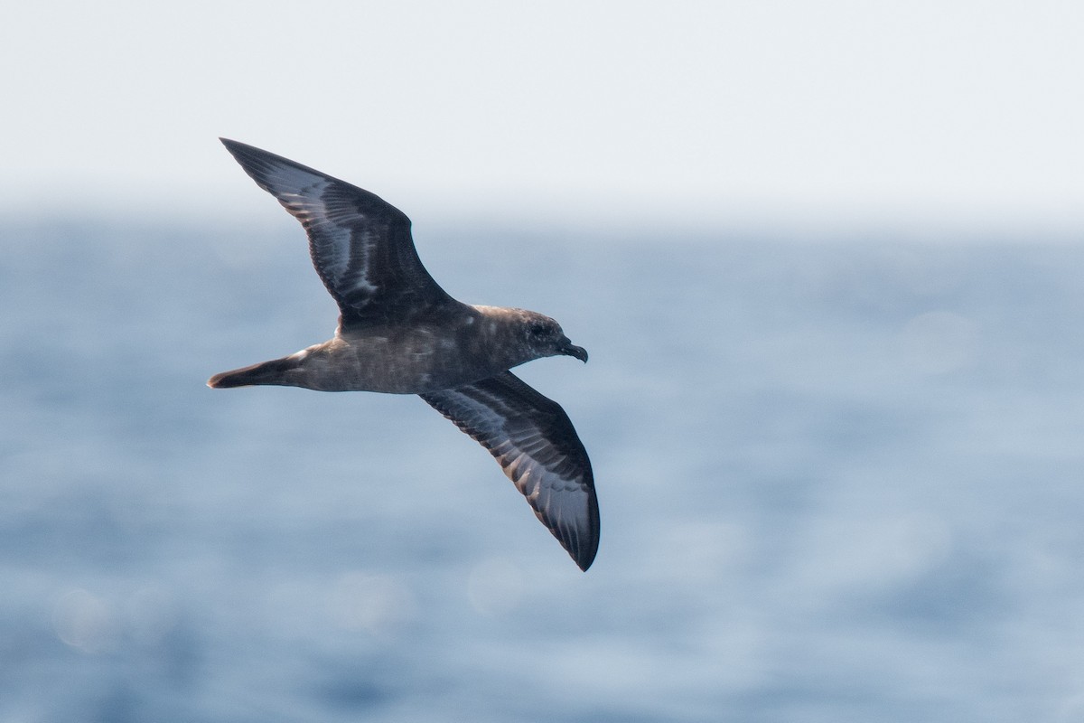 Trindade Petrel - Nancy Christensen