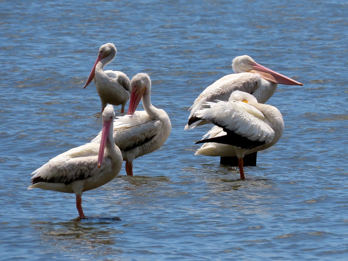 American White Pelican - ML456523741