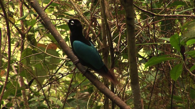 Blue Bird-of-Paradise - ML456524