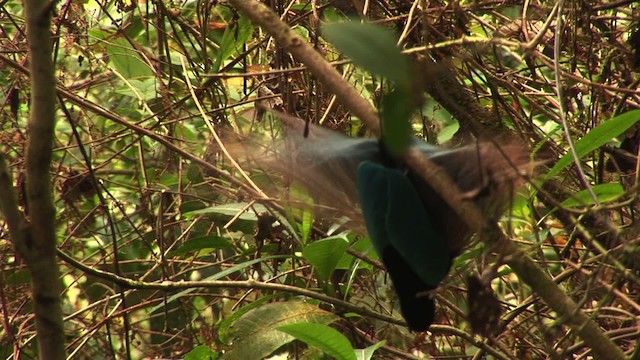 Blue Bird-of-Paradise - ML456525