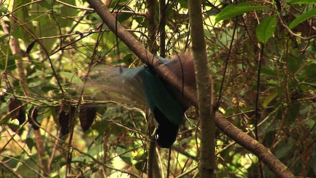 Blue Bird-of-Paradise - ML456526