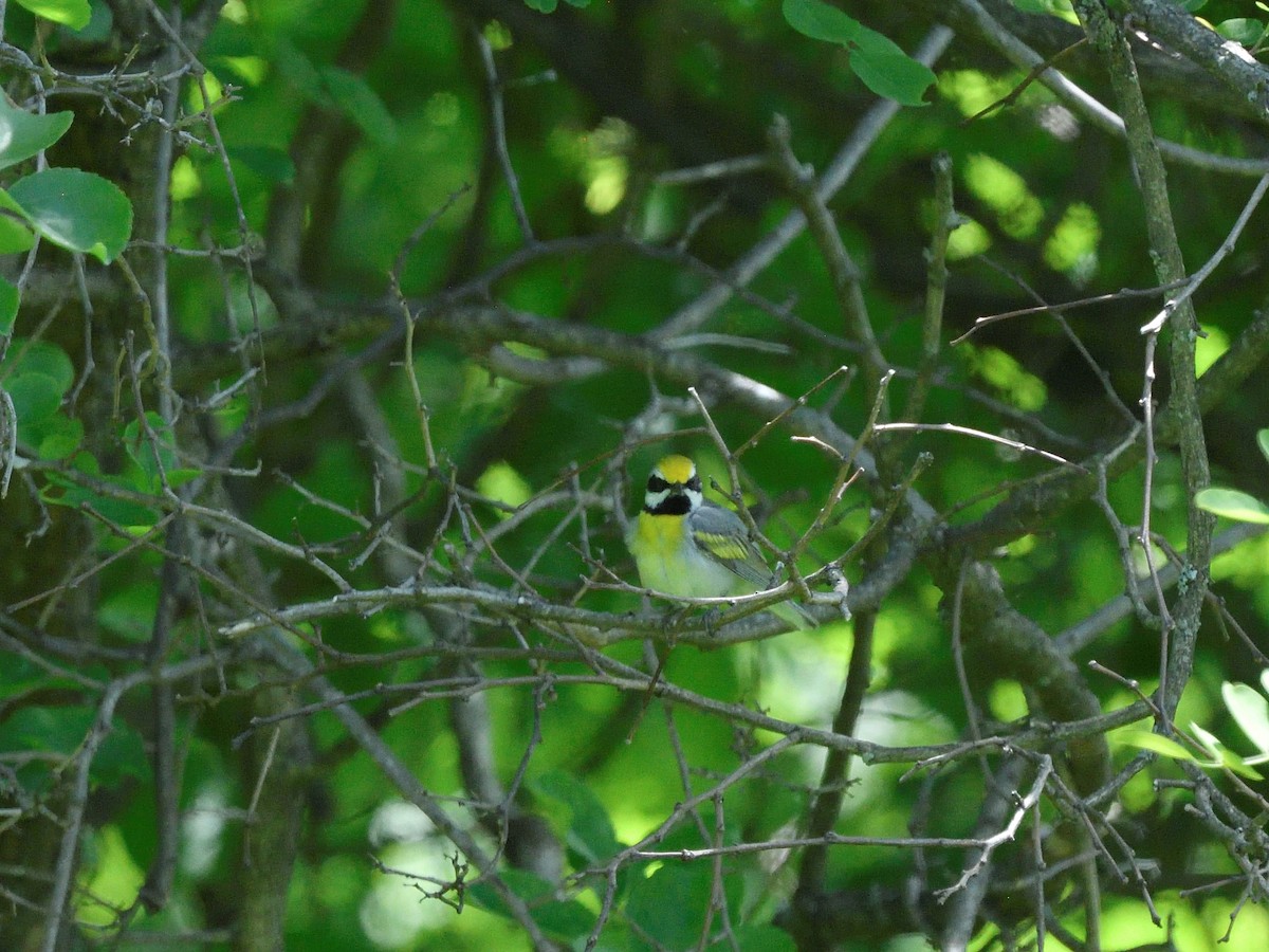 Golden-winged x Blue-winged Warbler (hybrid) - ML456526561