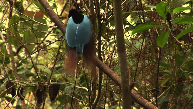 Blue Bird-of-Paradise - ML456527