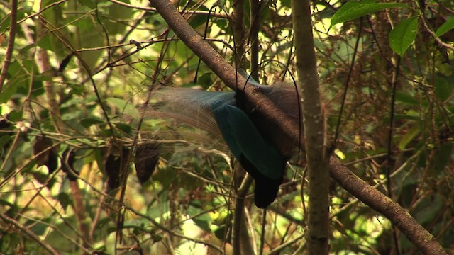 Blue Bird-of-Paradise - ML456528