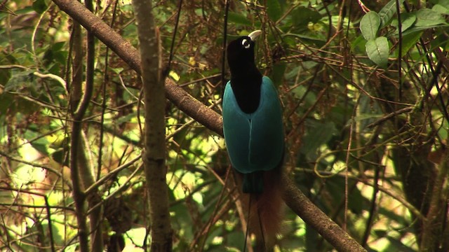 Blue Bird-of-Paradise - ML456529