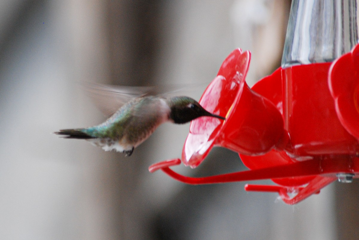 Black-chinned Hummingbird - Ken Chamberlain