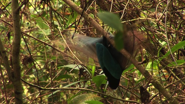 Blue Bird-of-Paradise - ML456530