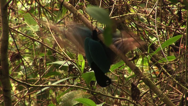 Blue Bird-of-Paradise - ML456531