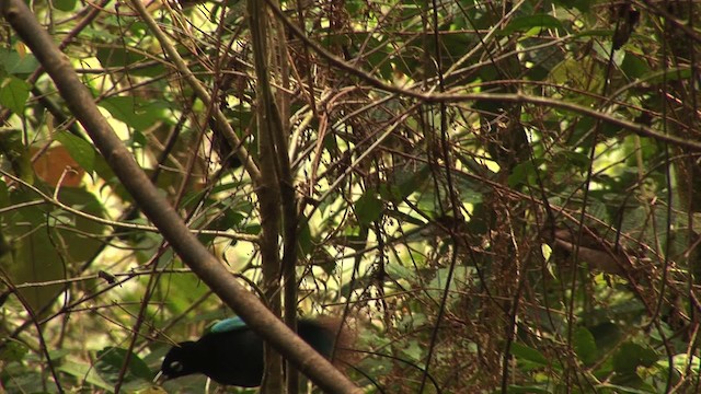 Blue Bird-of-Paradise - ML456532