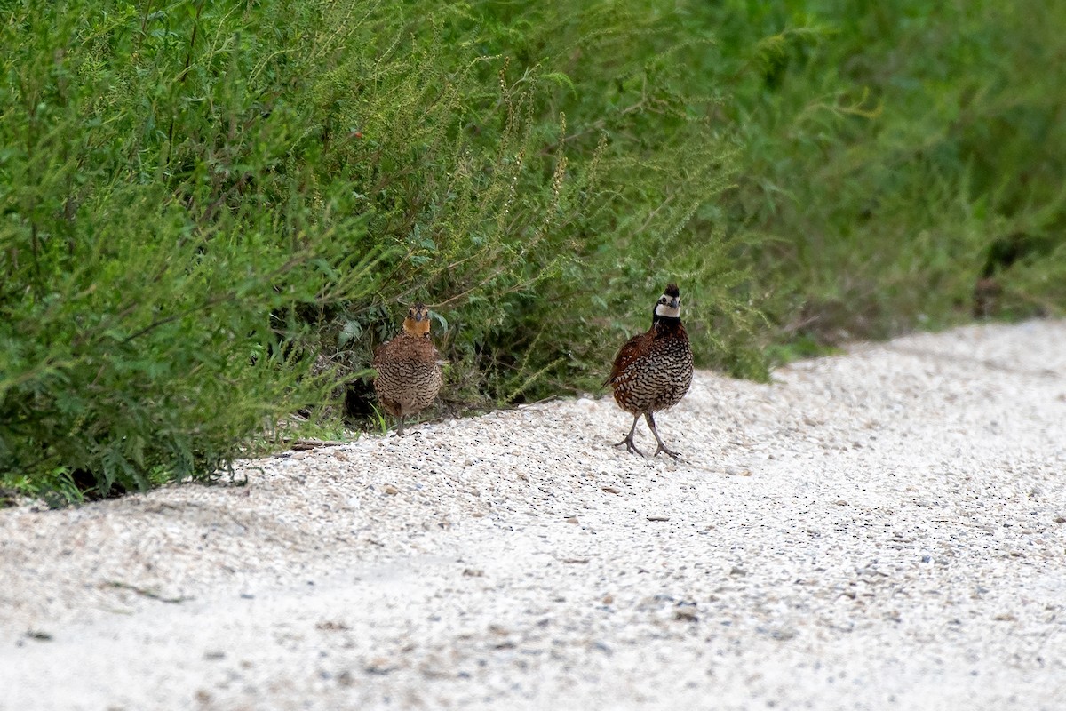 Northern Bobwhite - ML456532851