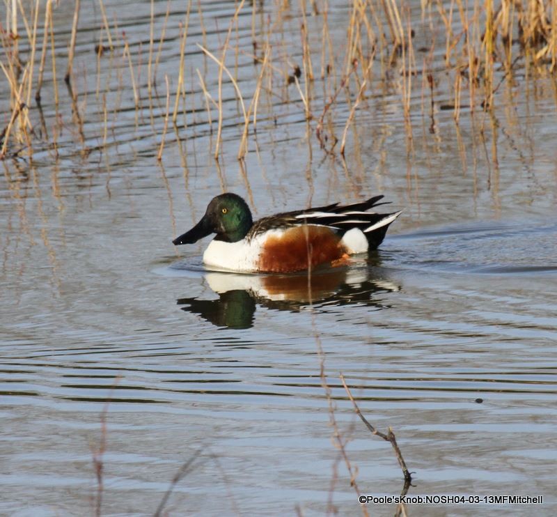 Northern Shoveler - ML45653291