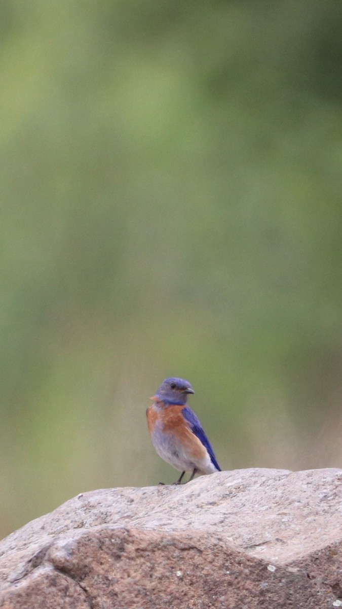 Western Bluebird - ML456533951