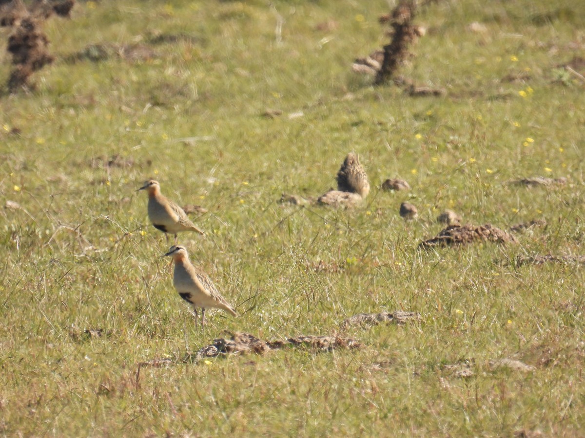 Tawny-throated Dotterel - Angeles Loredo