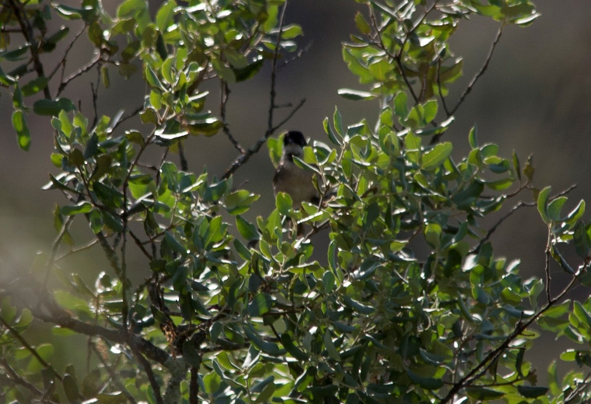 Western Orphean Warbler - ML45653661