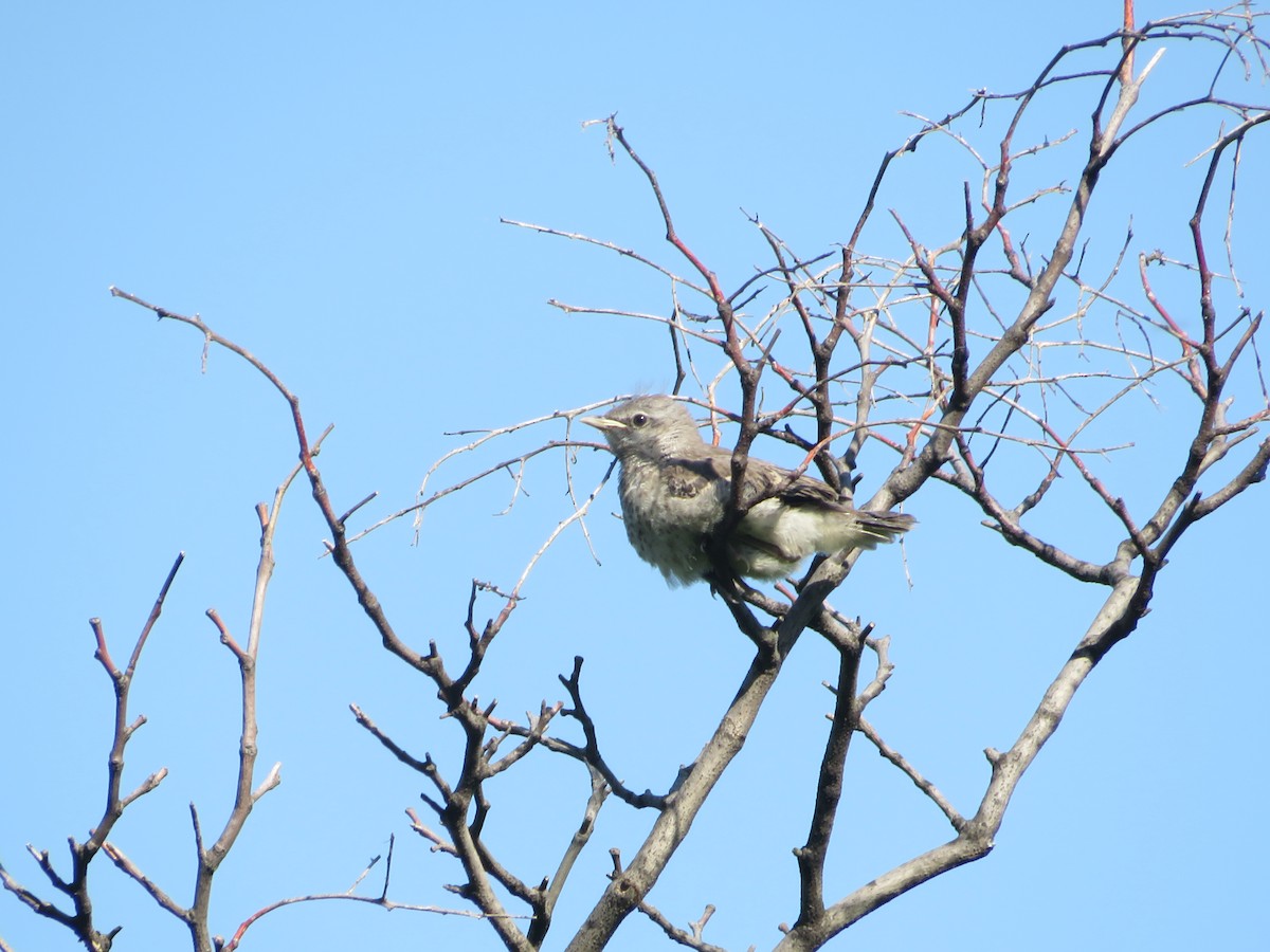 Northern Mockingbird - ML456540031