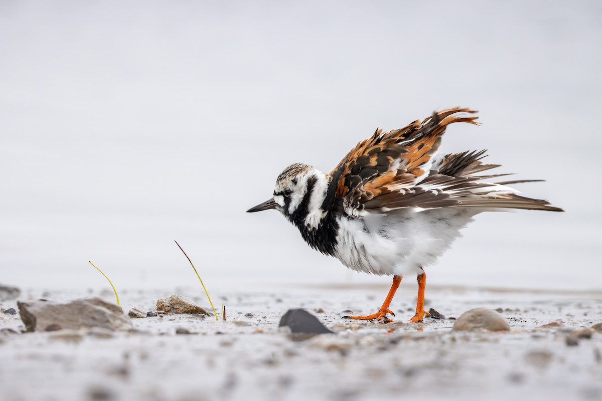 Ruddy Turnstone - ML456540061