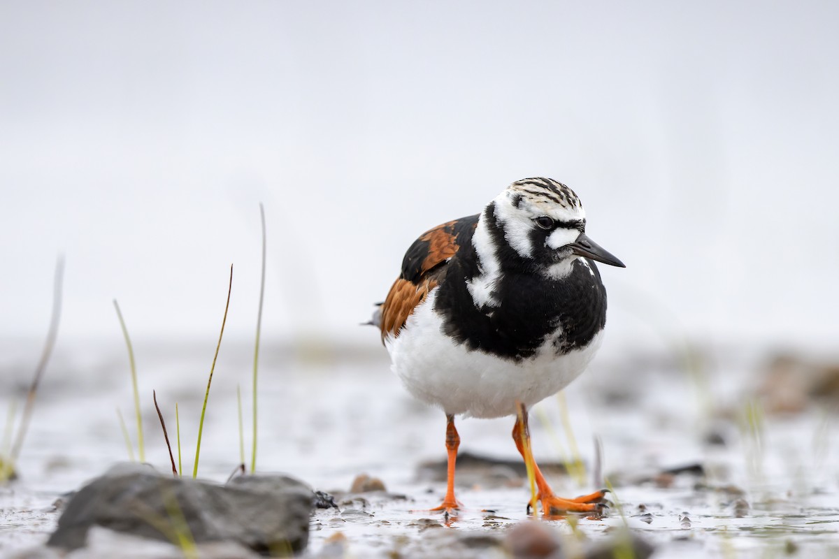 Ruddy Turnstone - ML456540071