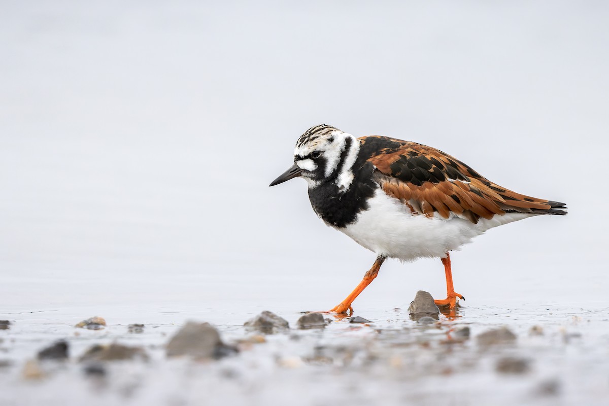 Ruddy Turnstone - ML456540081