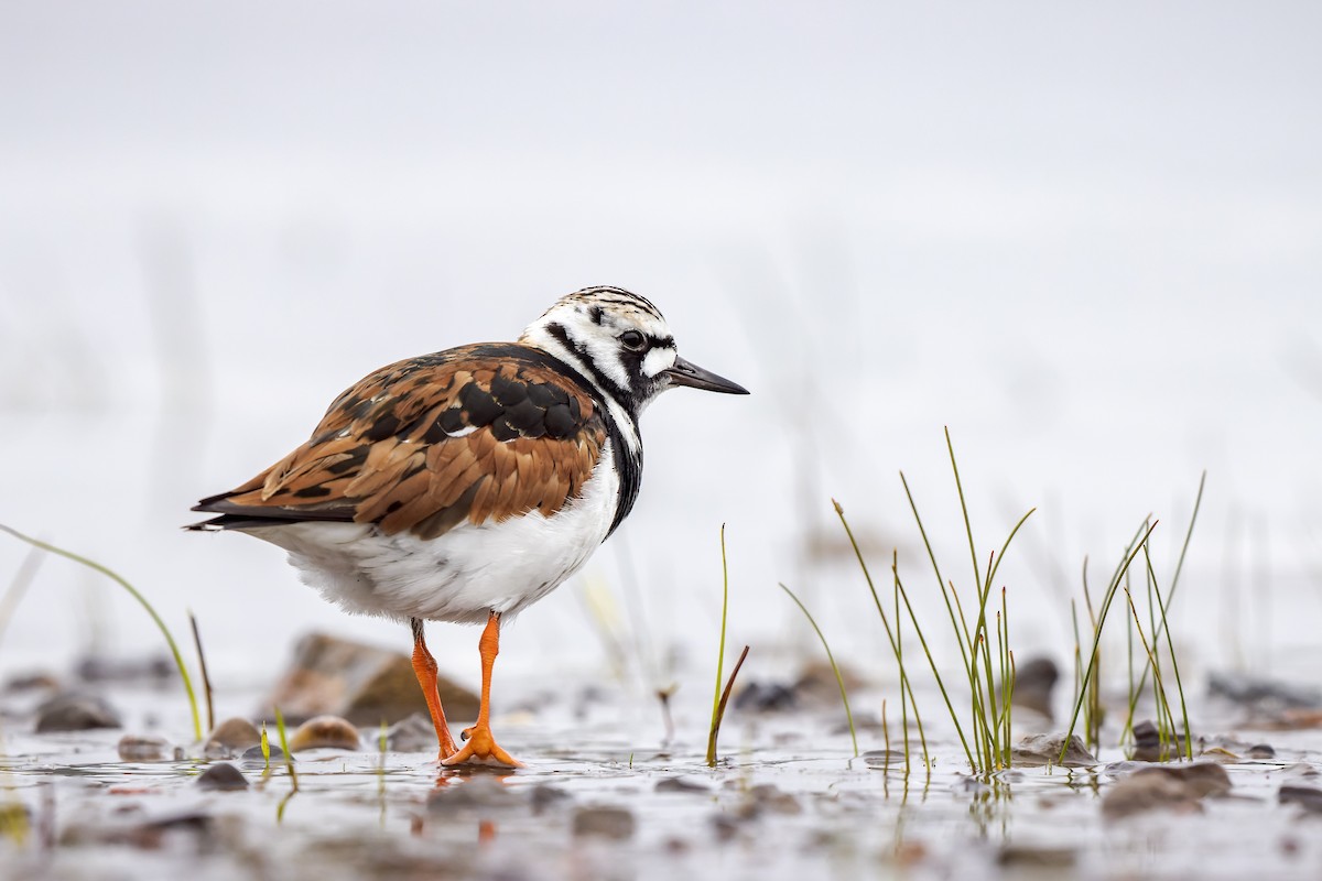 Ruddy Turnstone - ML456540131