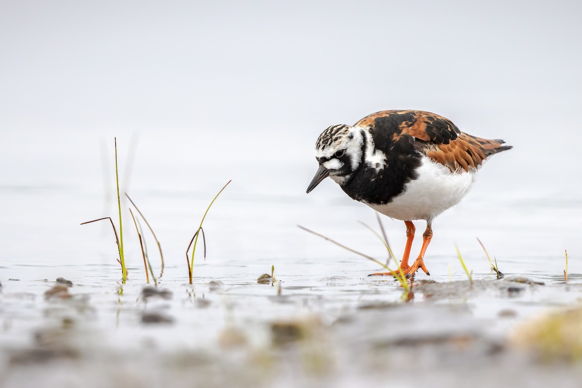 Ruddy Turnstone - Frédérick Lelièvre