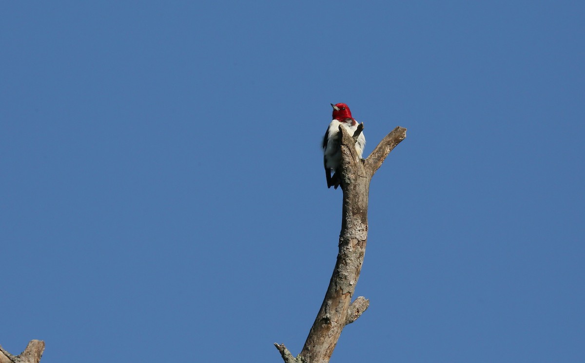 Red-headed Woodpecker - ML456540481