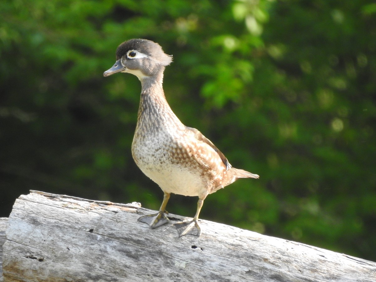 Wood Duck - ML456540681