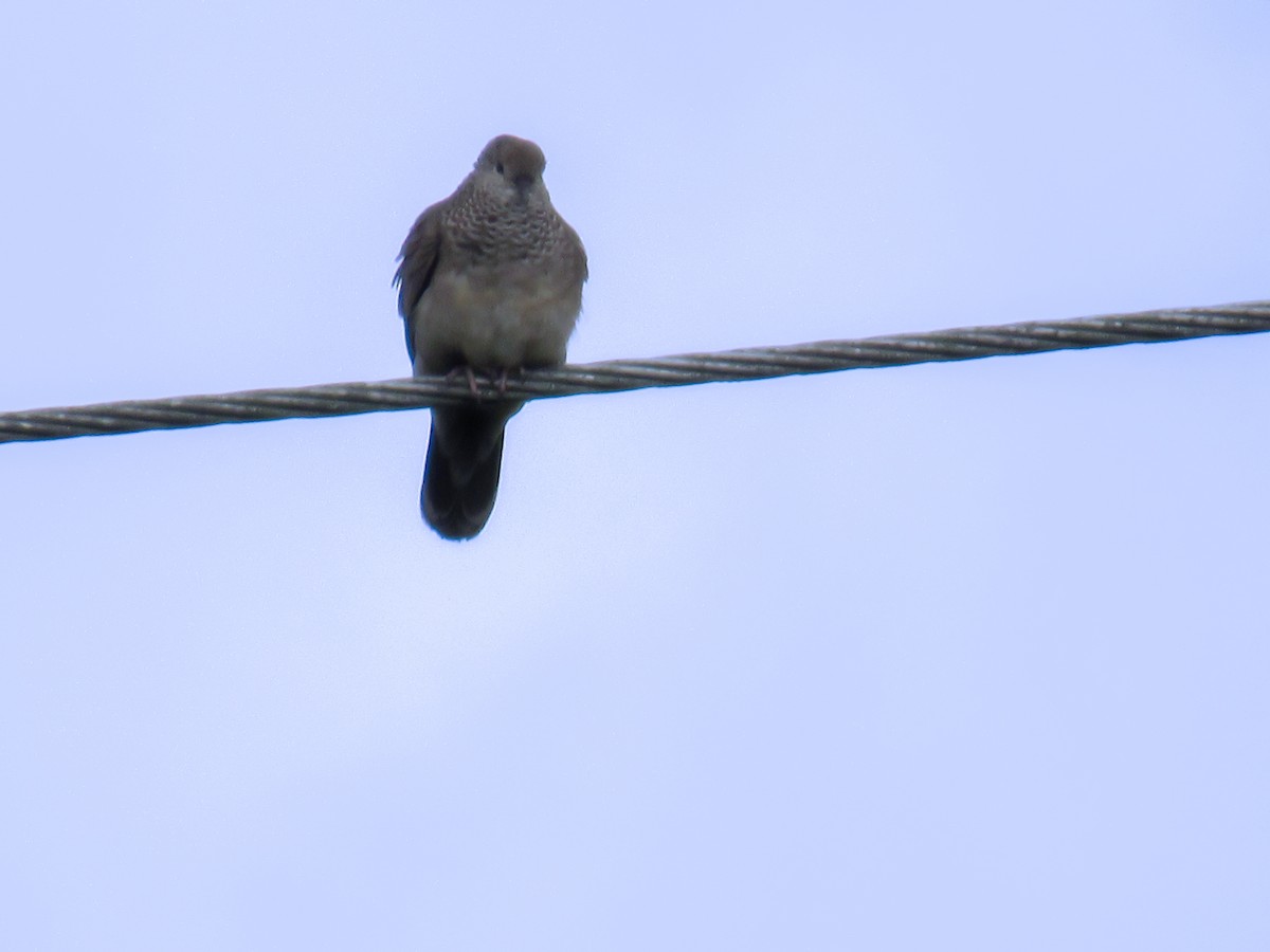 Common Ground Dove - ML456540901