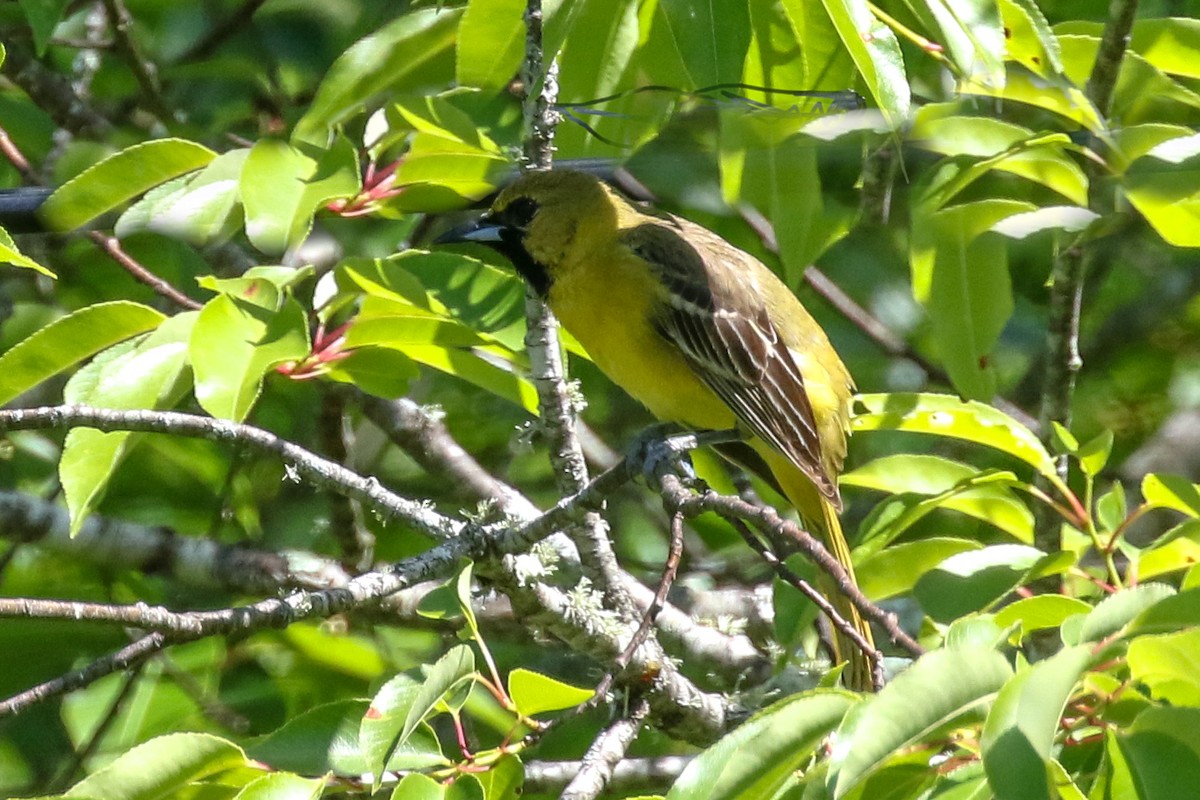 Orchard Oriole - ML456542271