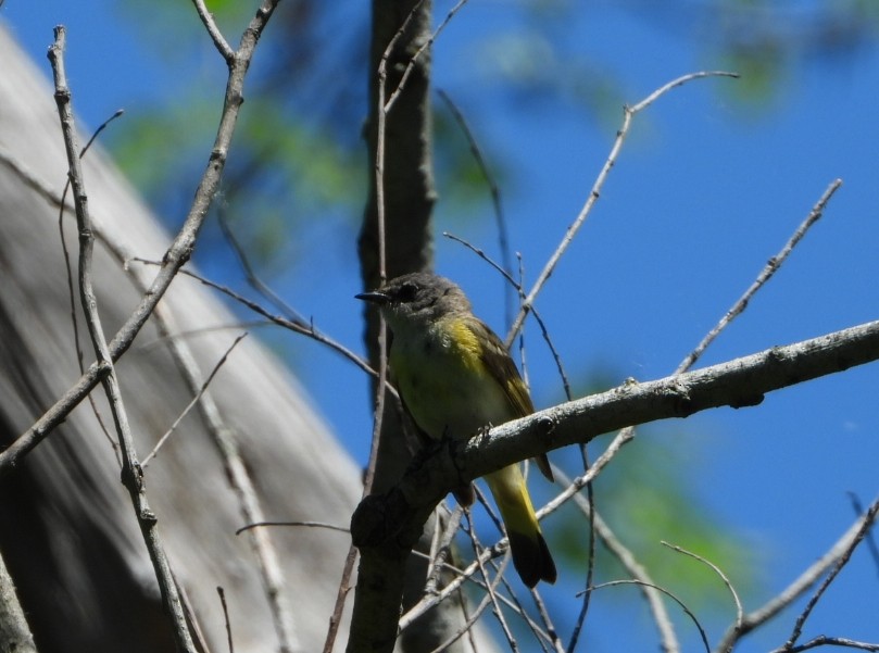 American Redstart - ML456543281