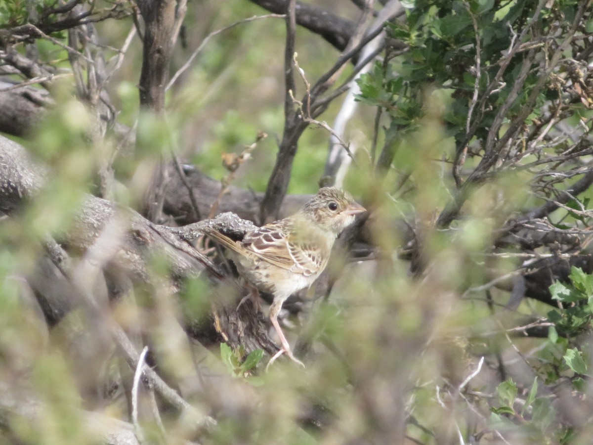 Grasshopper Sparrow - ML456544091