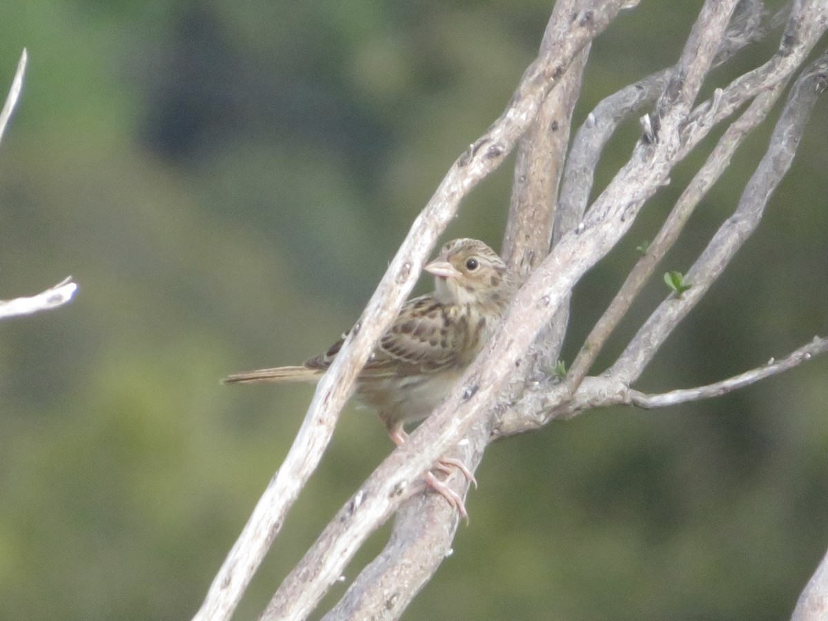 Grasshopper Sparrow - ML456544101