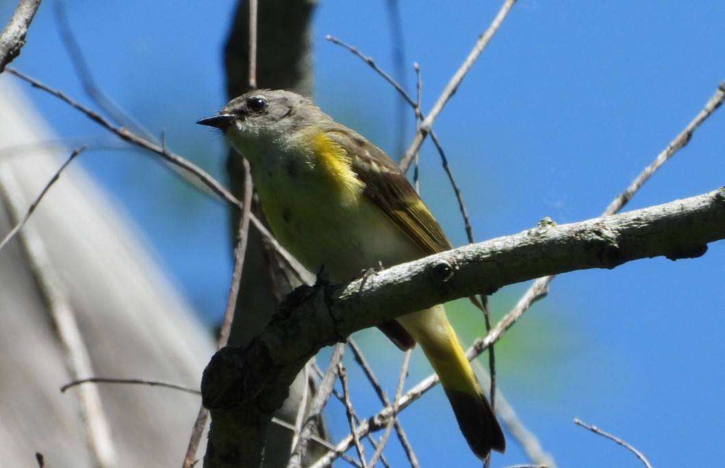 American Redstart - ML456544191