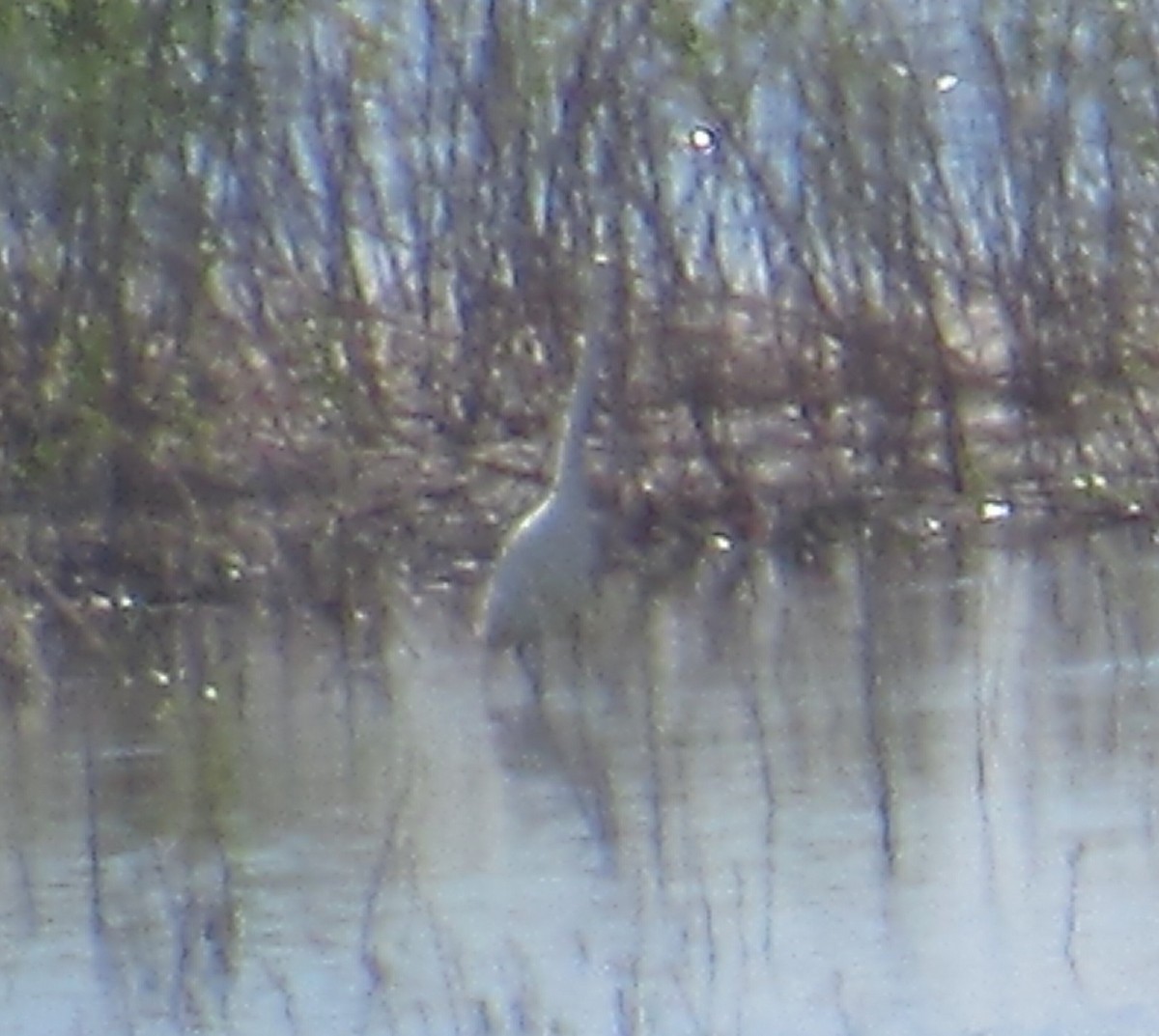 Great Egret - ML456544221