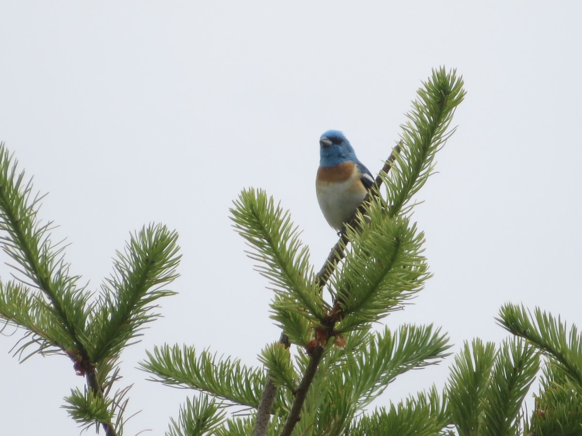 Lazuli Bunting - ML456544271