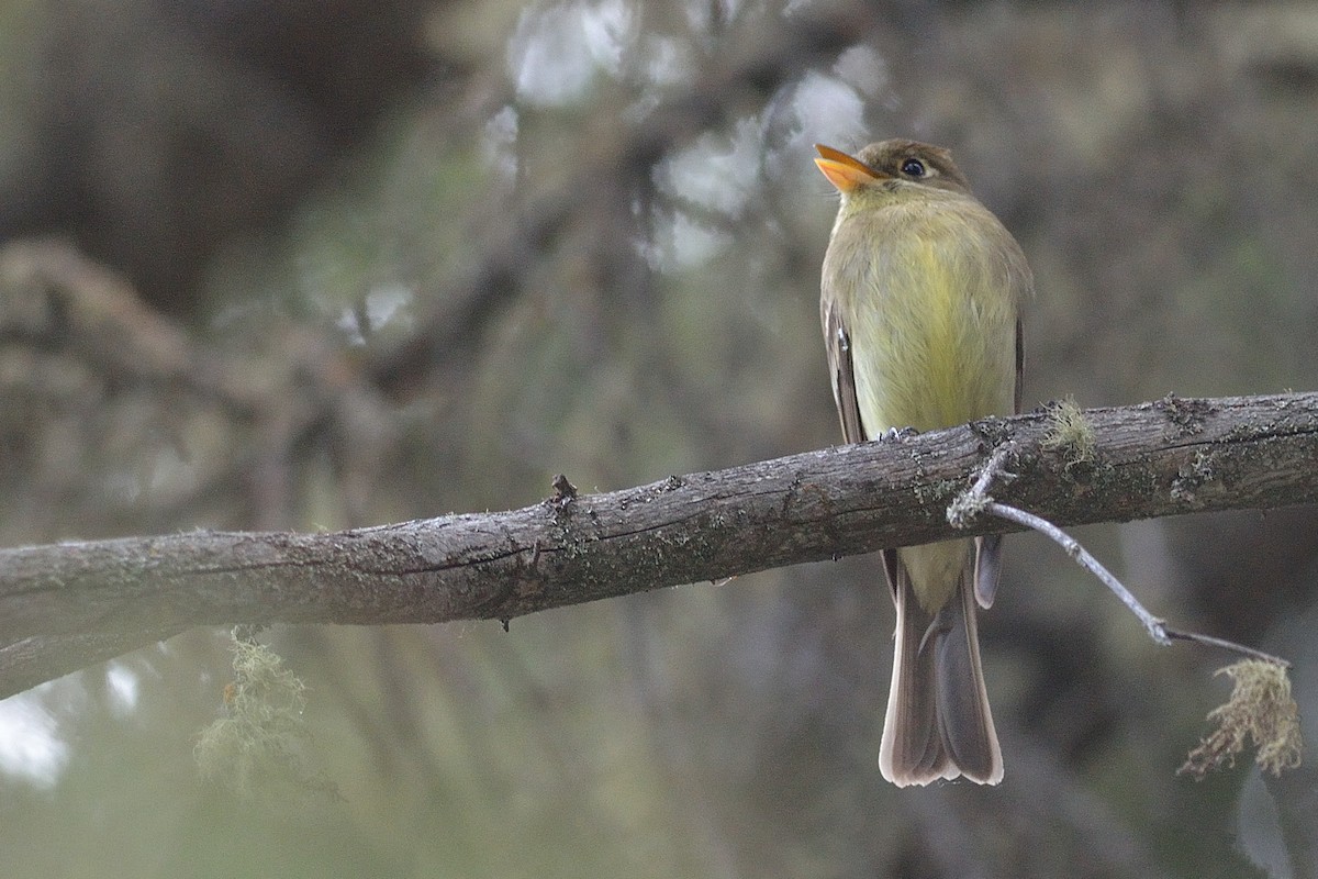 Western Flycatcher (Cordilleran) - Scott Olshanoski