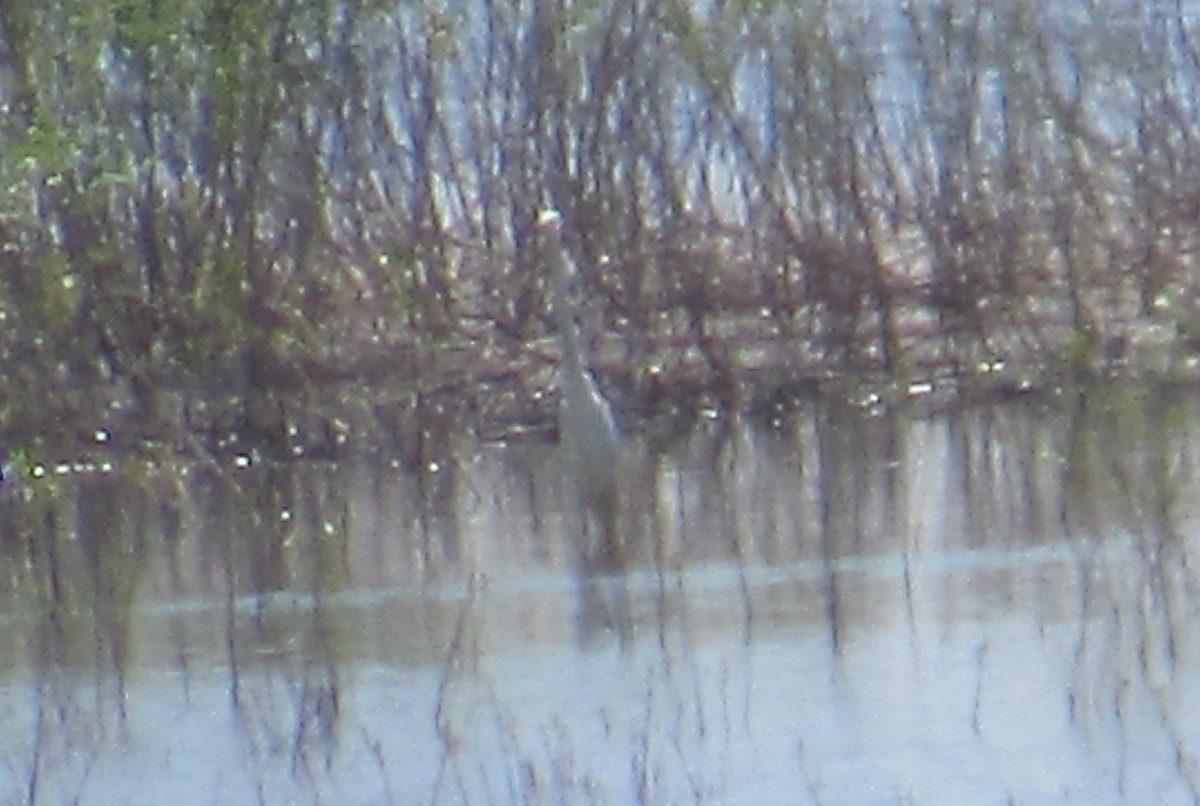 Great Egret - ML456544401