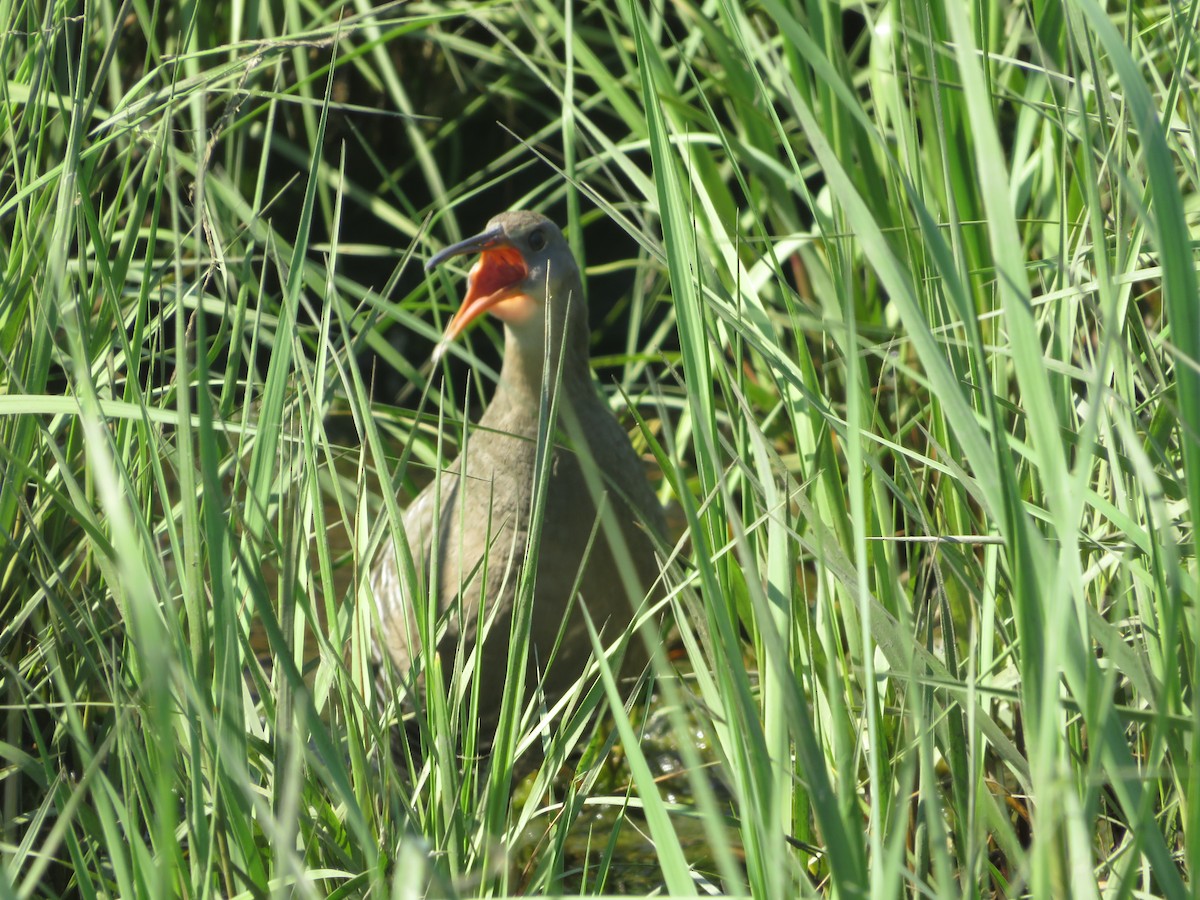 Clapper Rail - Nick Dawson