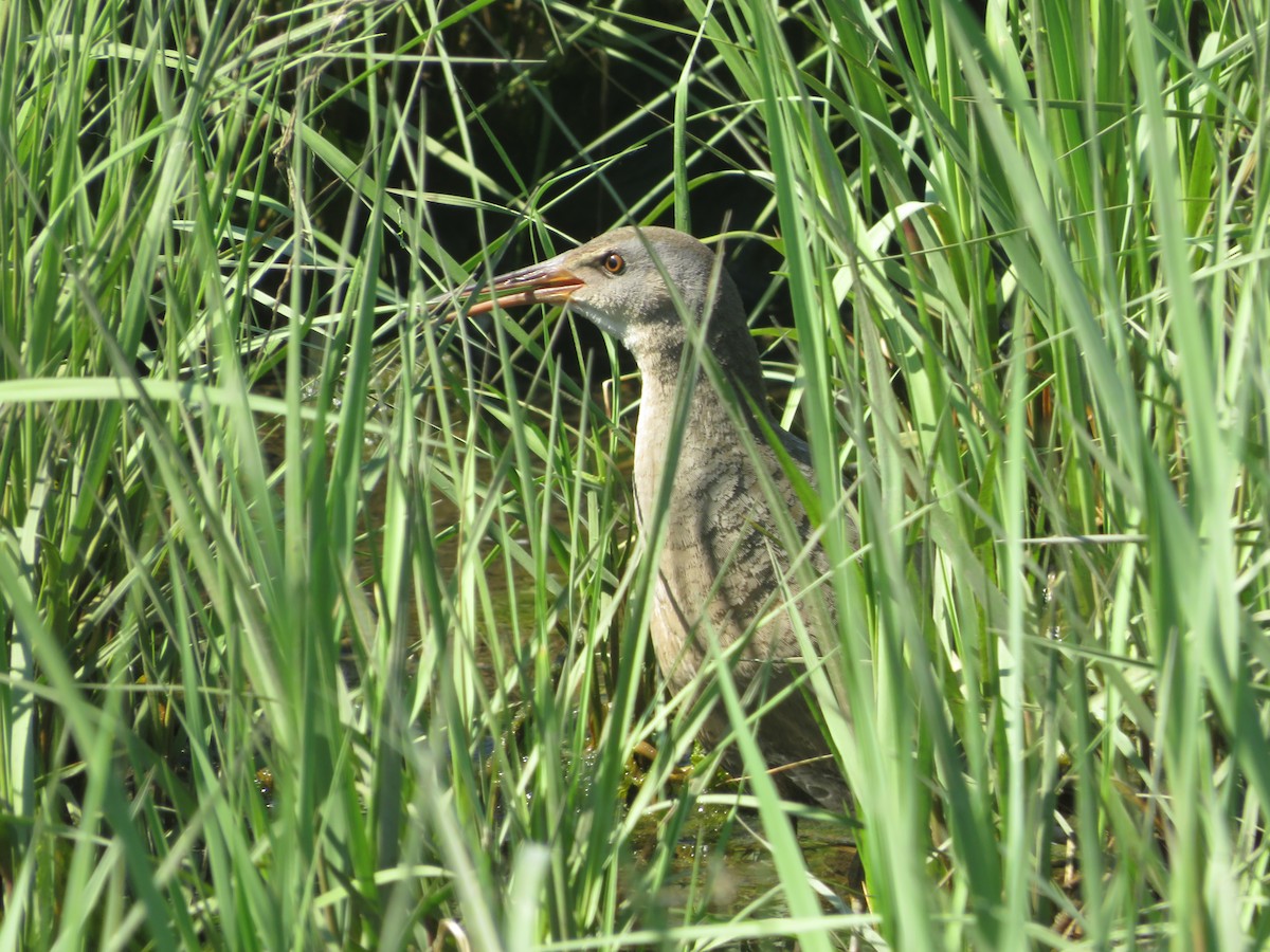 Clapper Rail - ML456544841