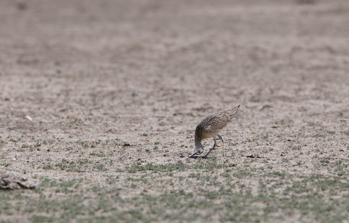 Long-billed Curlew - ML456545211