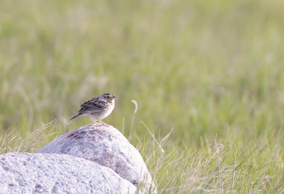 Grasshopper Sparrow - ML456547611