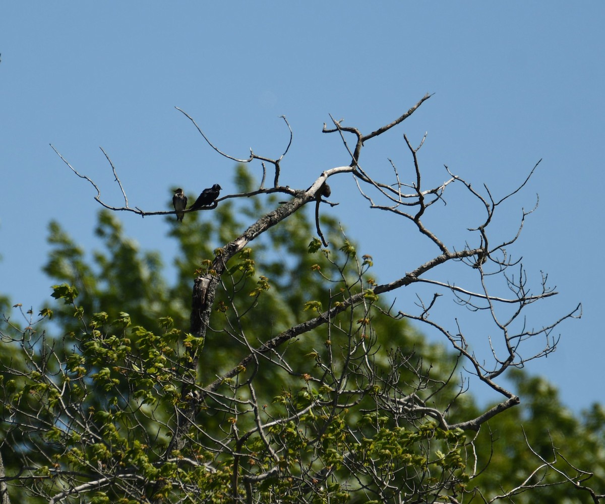 Purple Martin - ML456548041