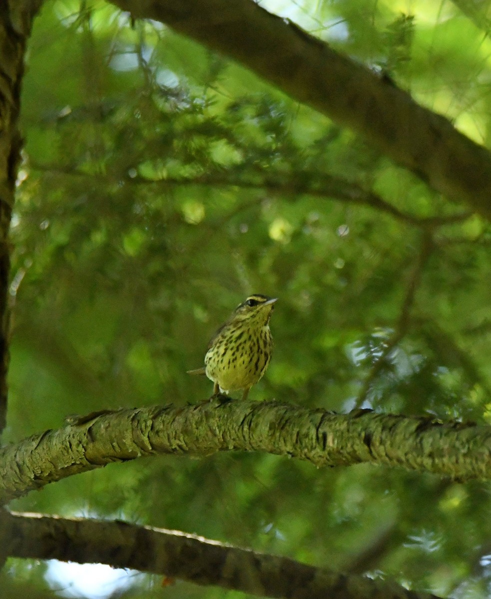 Northern Waterthrush - ML456548081