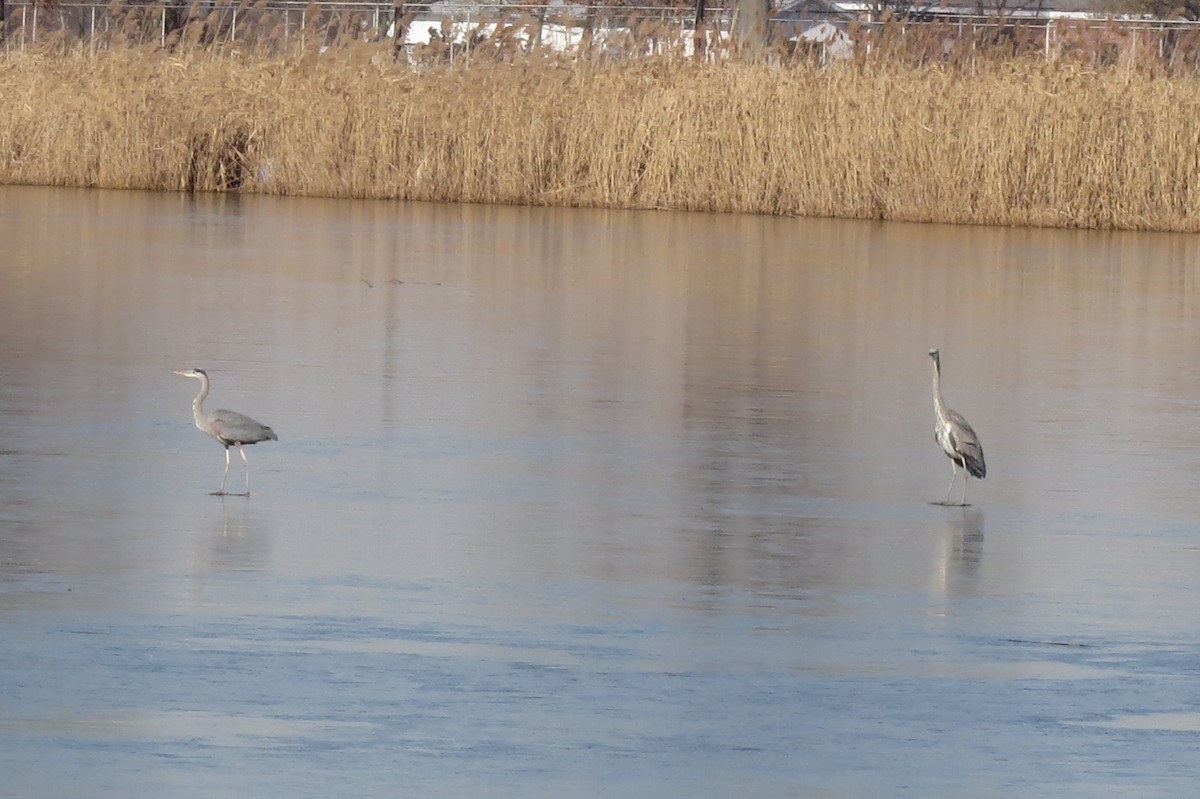 Great Blue Heron - ML45654971