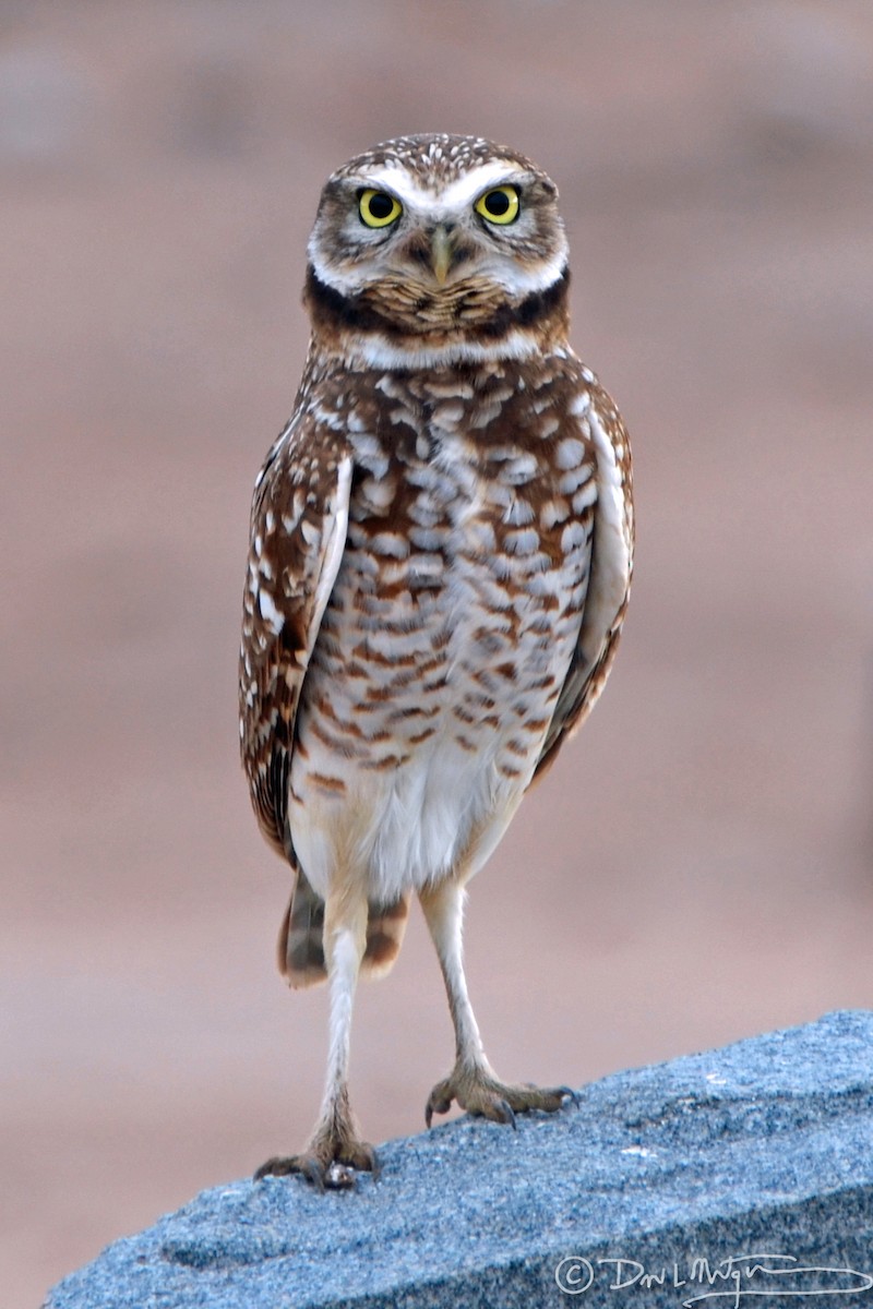 Burrowing Owl - ML45654981