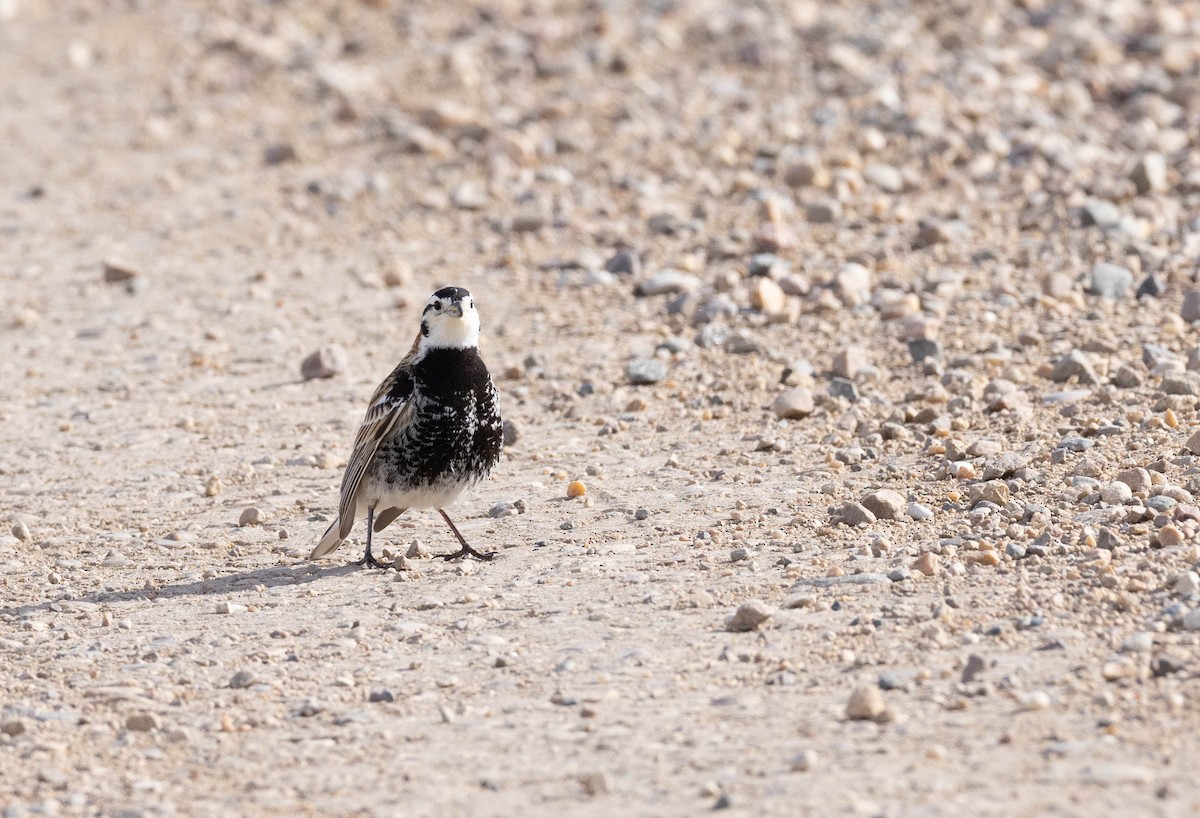 Chestnut-collared Longspur - ML456550391