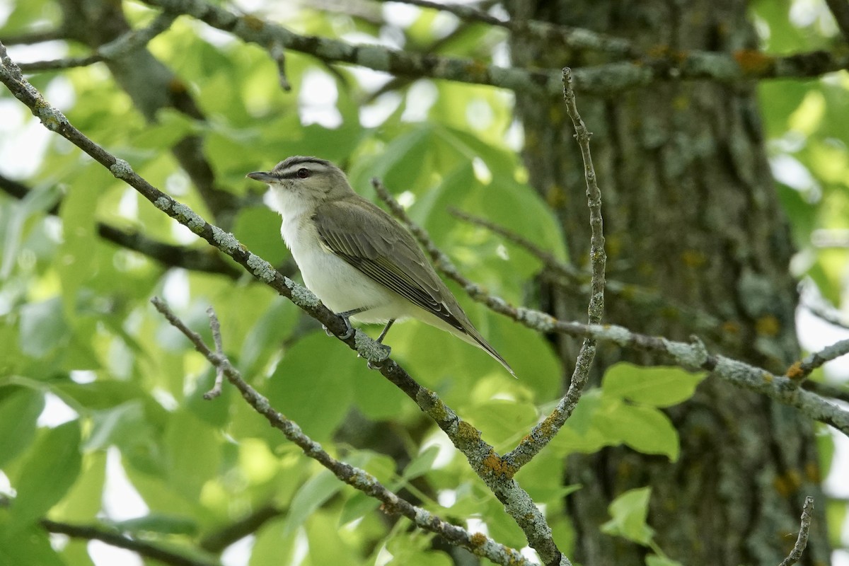 Red-eyed Vireo - ML456551311